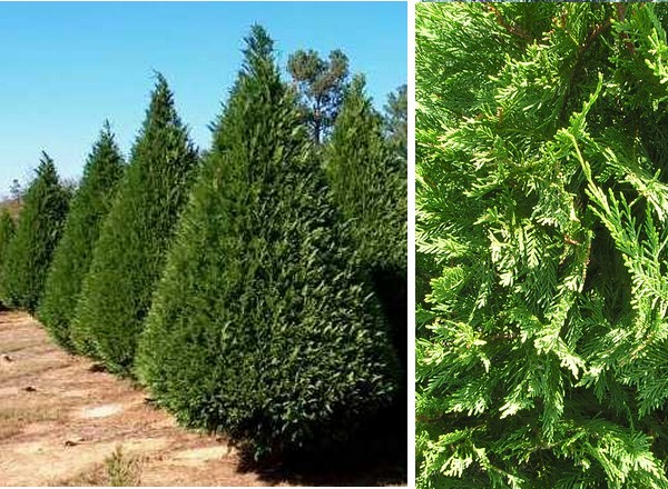 types of cypress trees