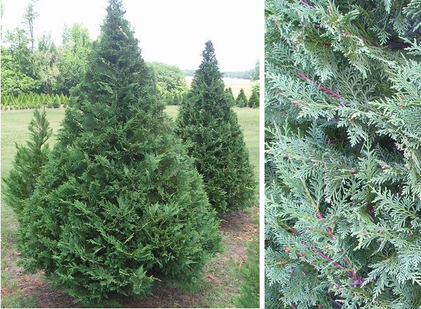 blue cypress tree types