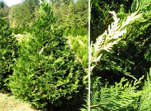 types of cypress trees